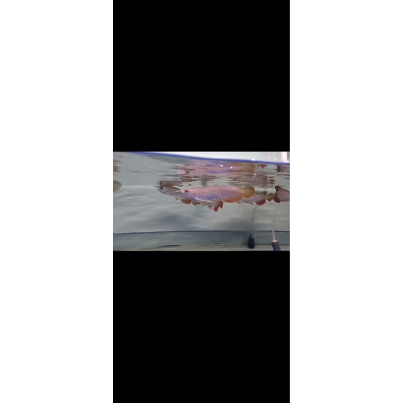 Ikan Arowana Golden Red