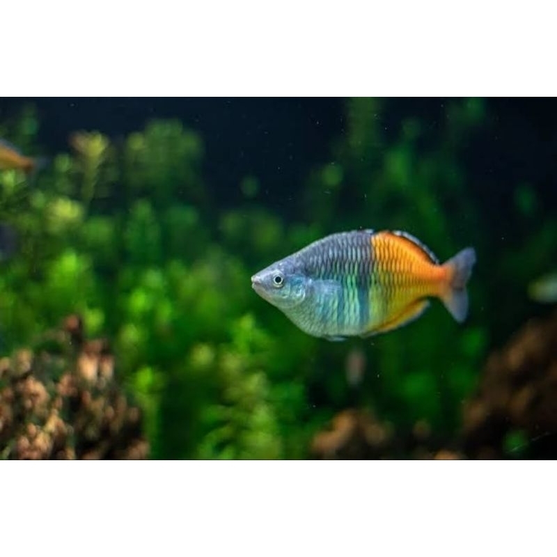 Rainbow Boesemani Size 5 Cm