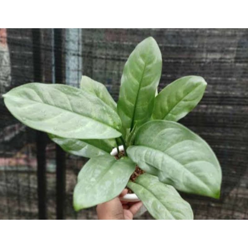 Diven silver curly - silverbell