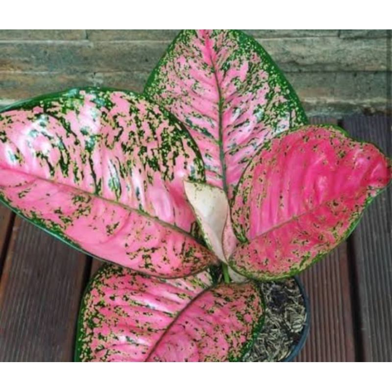 ruby pink - aglonema pink ruby