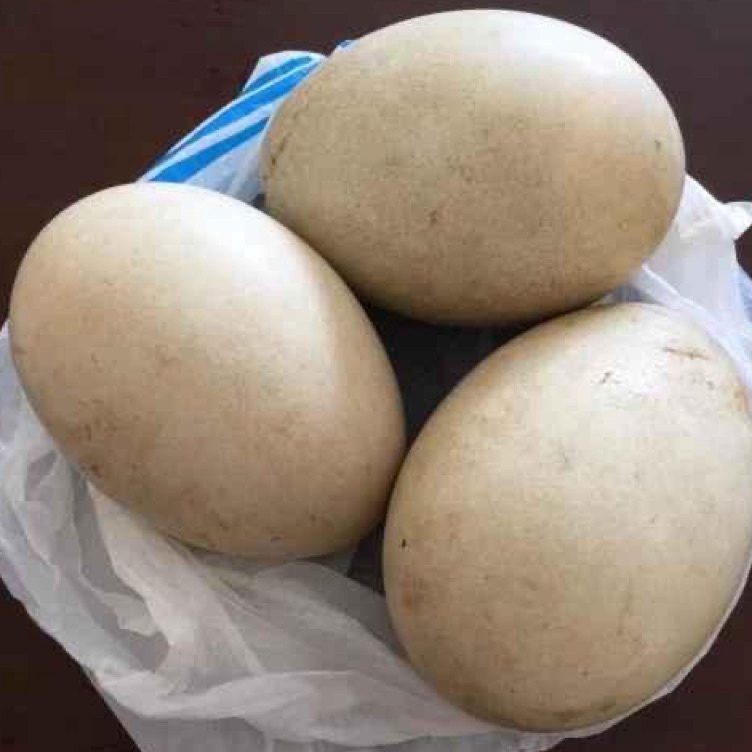 

Cuma Sehari TELUR ANGSA TEMBUHUK TELUR ANGSA BUSUKTELUR ANGSA FRES