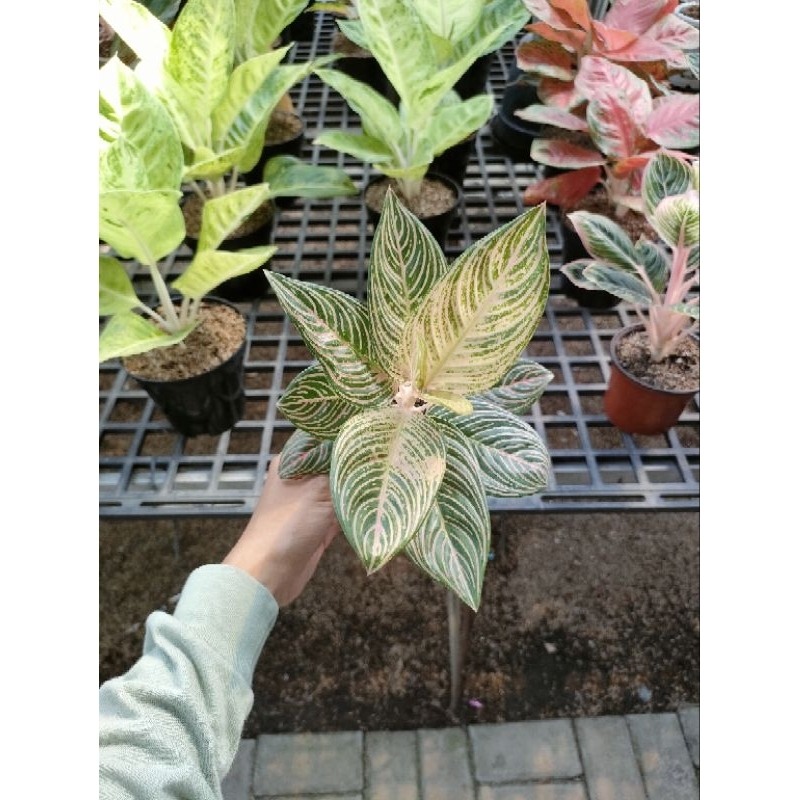 Aglonema Golden hope