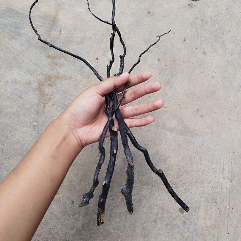 Bahan Akar Bahar Hitam / Bahan Akar Bahar Bijian / Bahan Akar Bahar Eceran