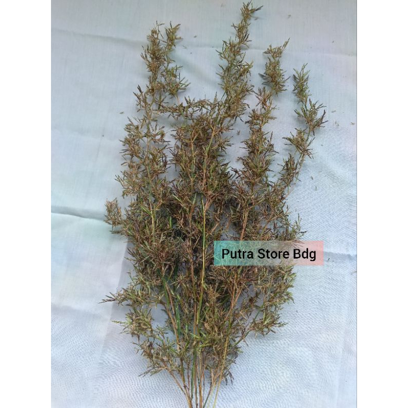 Bunga serai merah / kembang sereh wangi per ikat