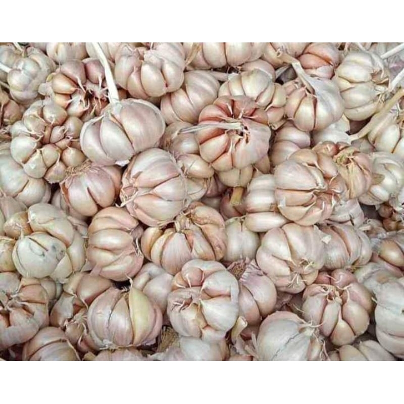 

bawang putih 1kg