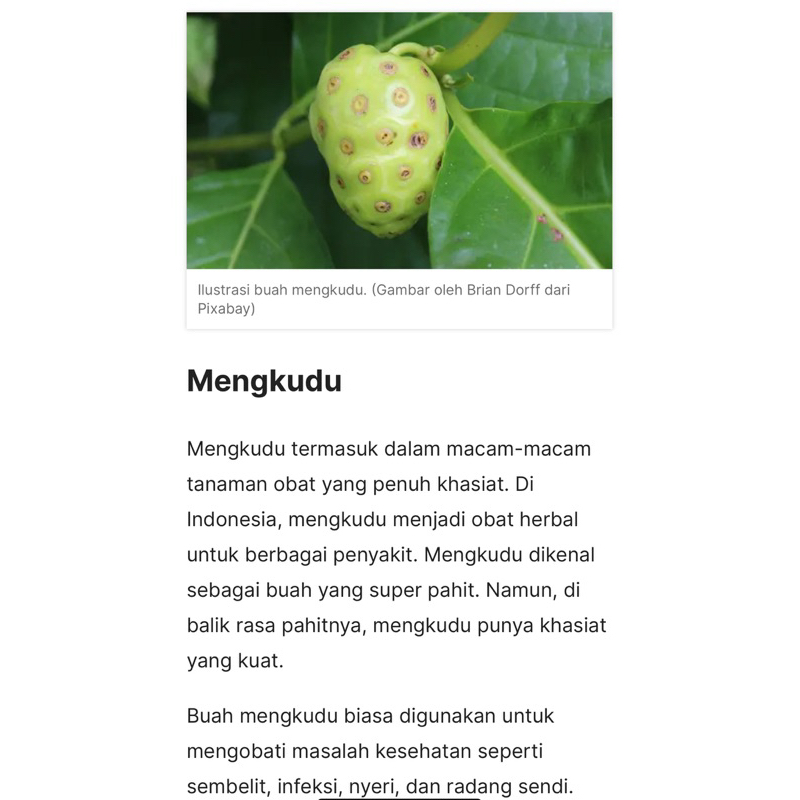 

Buah Mengkudu