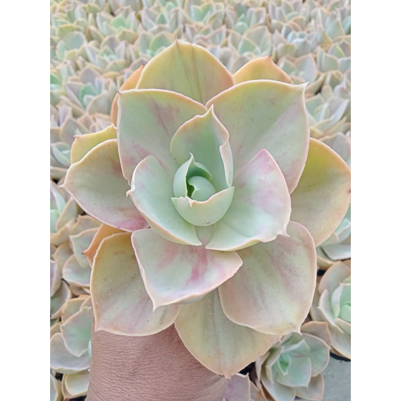 echeveria rose rainbow
