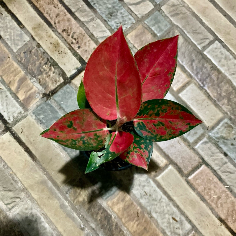 Aglaonema Red Diamond