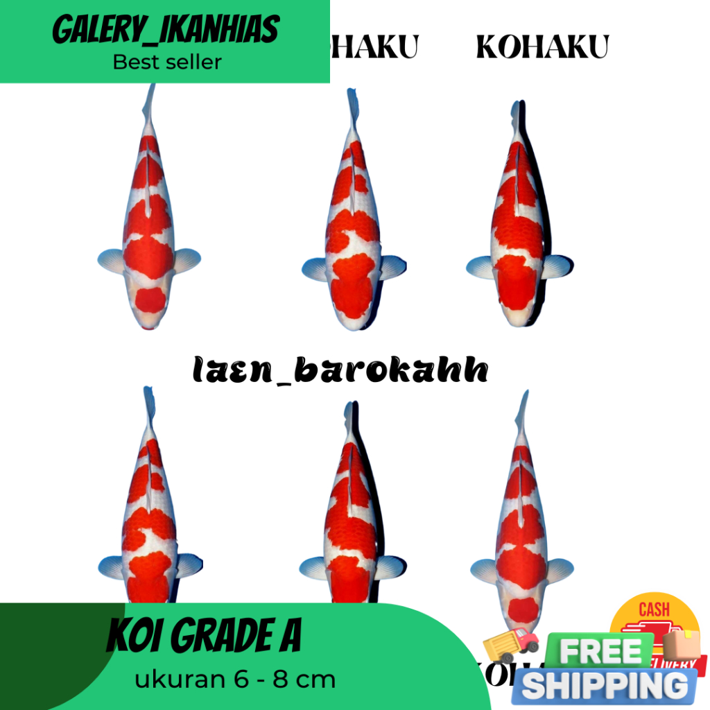 REGULER  BIBIT KOI GRADE A KOHAKU ISI 10 BIJI BERKUALITAS TERBAIK DAN TERMURAHHH