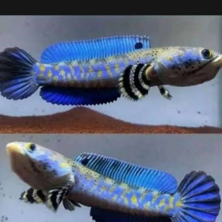 KODE Q9L9 Blue PULCRA grade A single tank