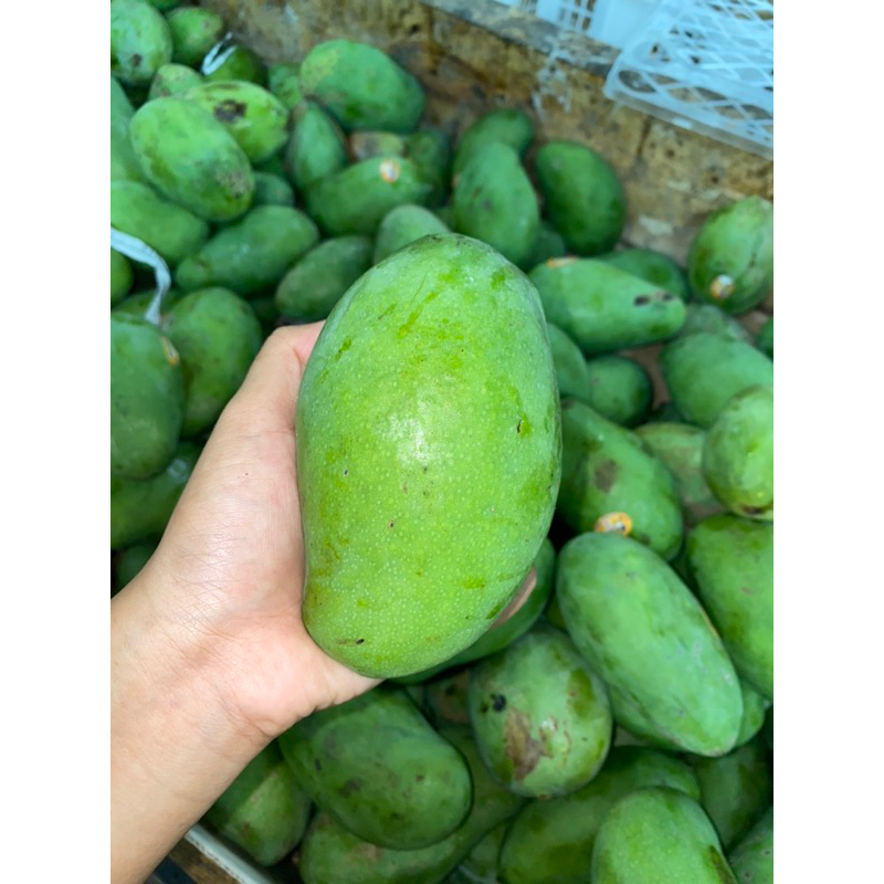 

Mangga harumanis 1kg