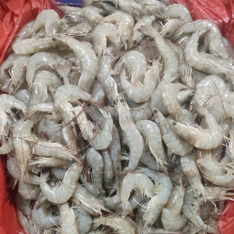 

Udang Vaname