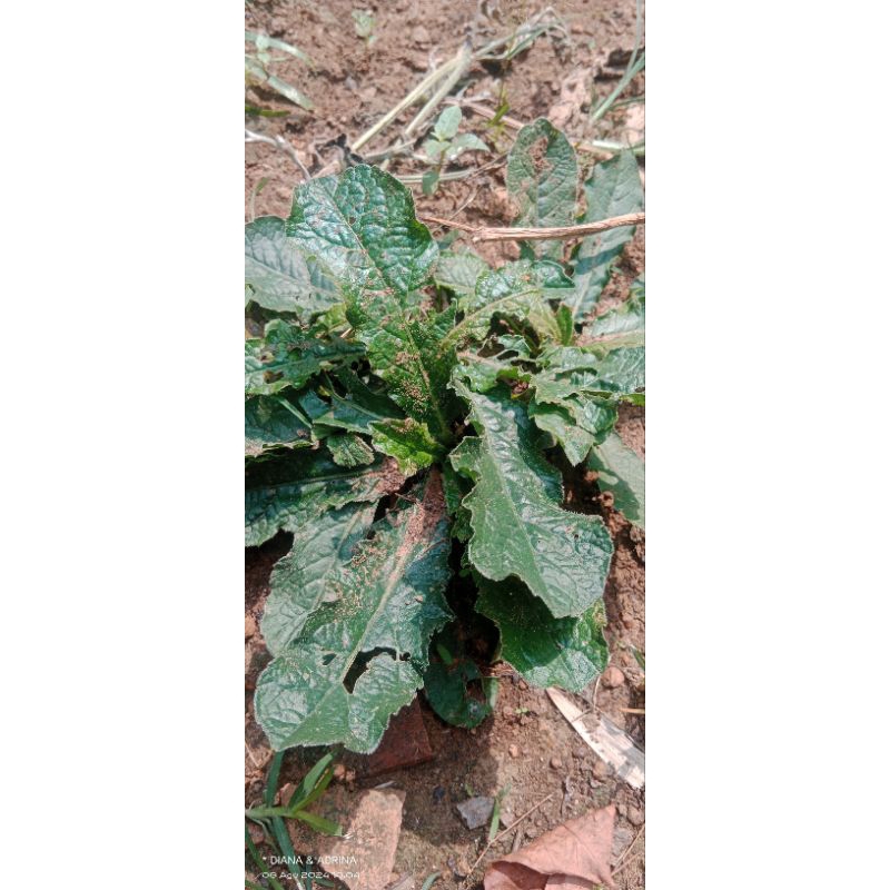 

Daun tapak liman pertangkai/pohon