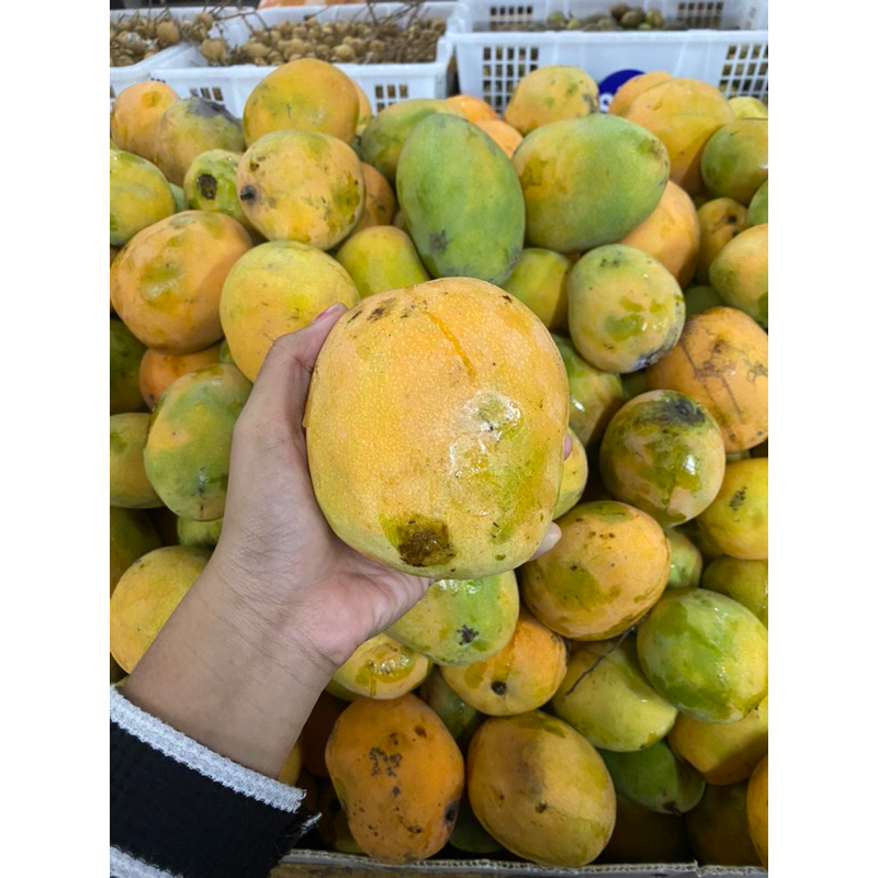 

Mangga gedong gincu 1kg