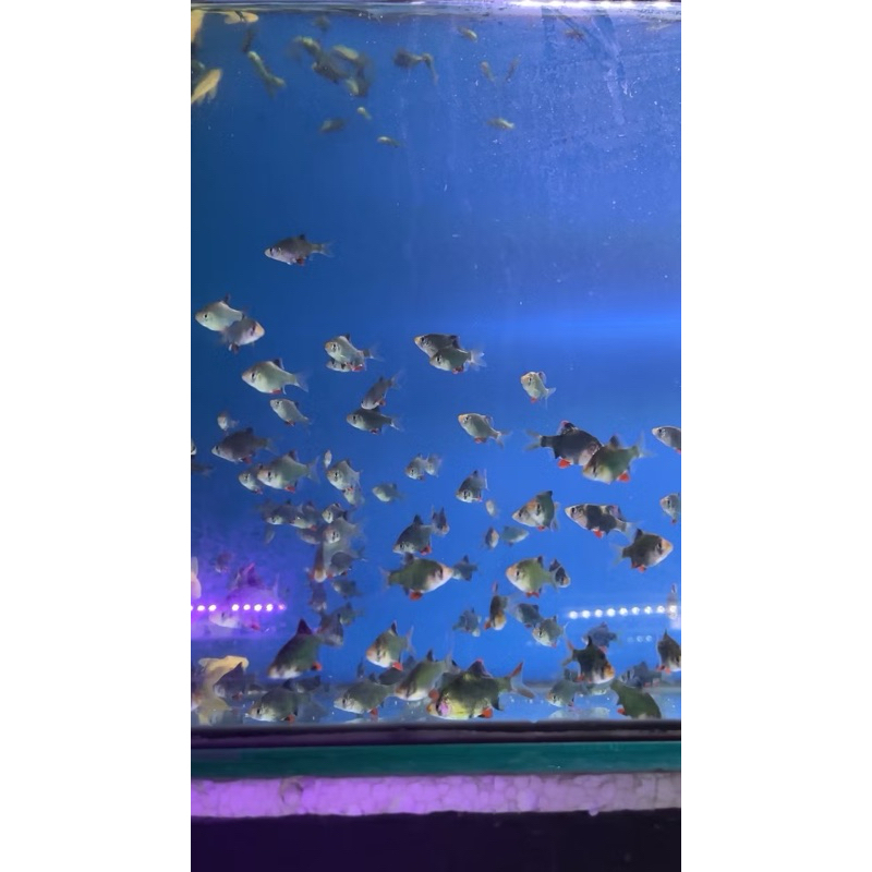 Tiger Hijau Sumatra Tetra Ikan Hias Aquarium Aquascape