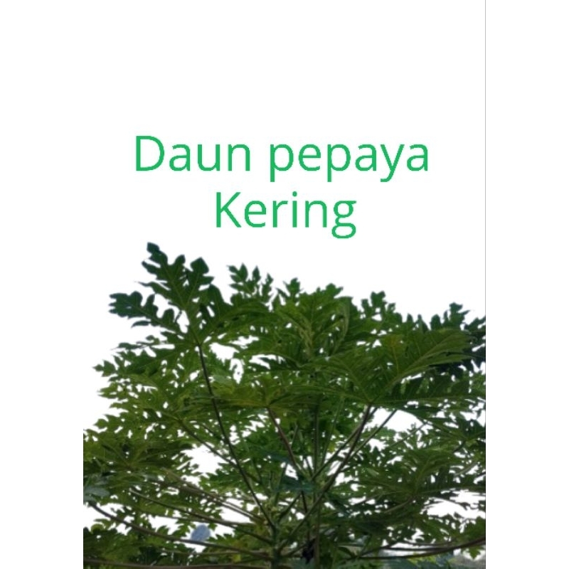 

Daun Pepaya kering pr 1 kg