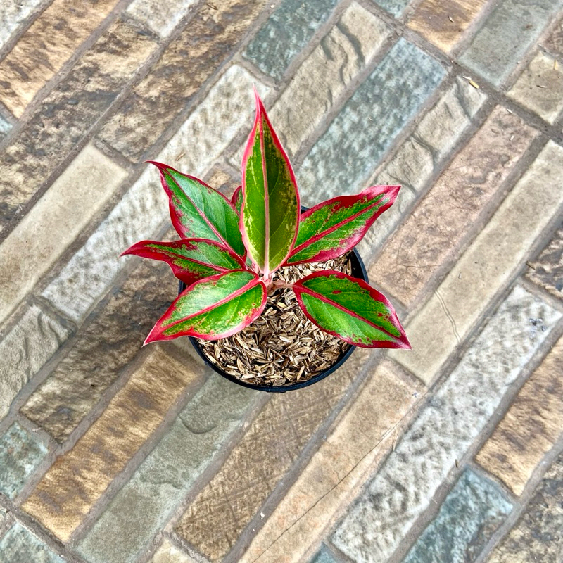 Aglaonema siam aurora mutasi