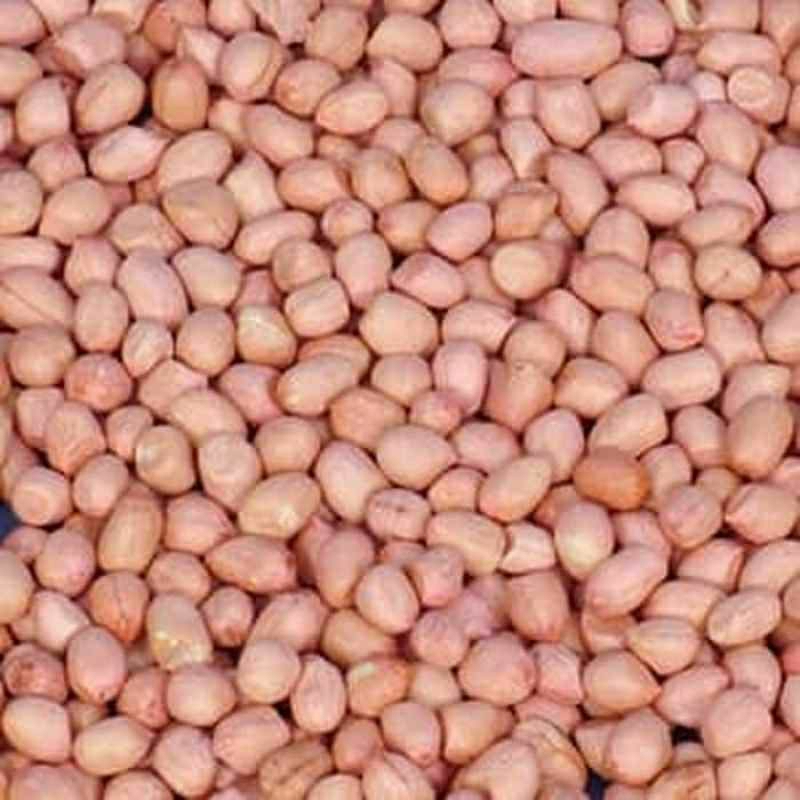 

KACANG TANAH MENTAH 500GRAM ENAK MANTAP