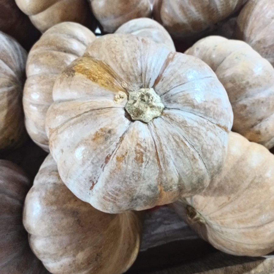 

Labu Hallowen Lokal labu Kuning Orange labu Parang 1 Kg