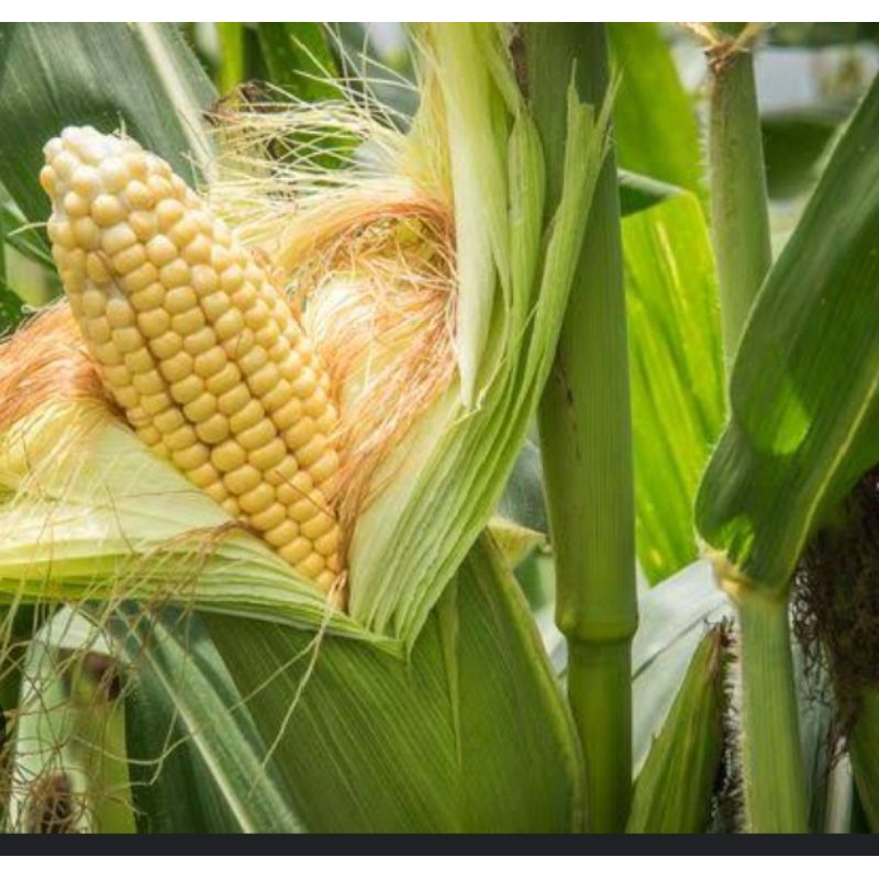 

jagung manis 2pcs