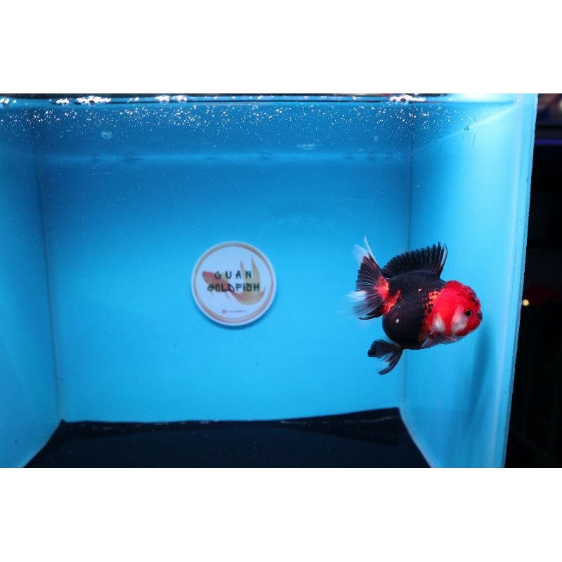 Ikan Mas Koki Oranda 3 Colour Size 10 cm. i20