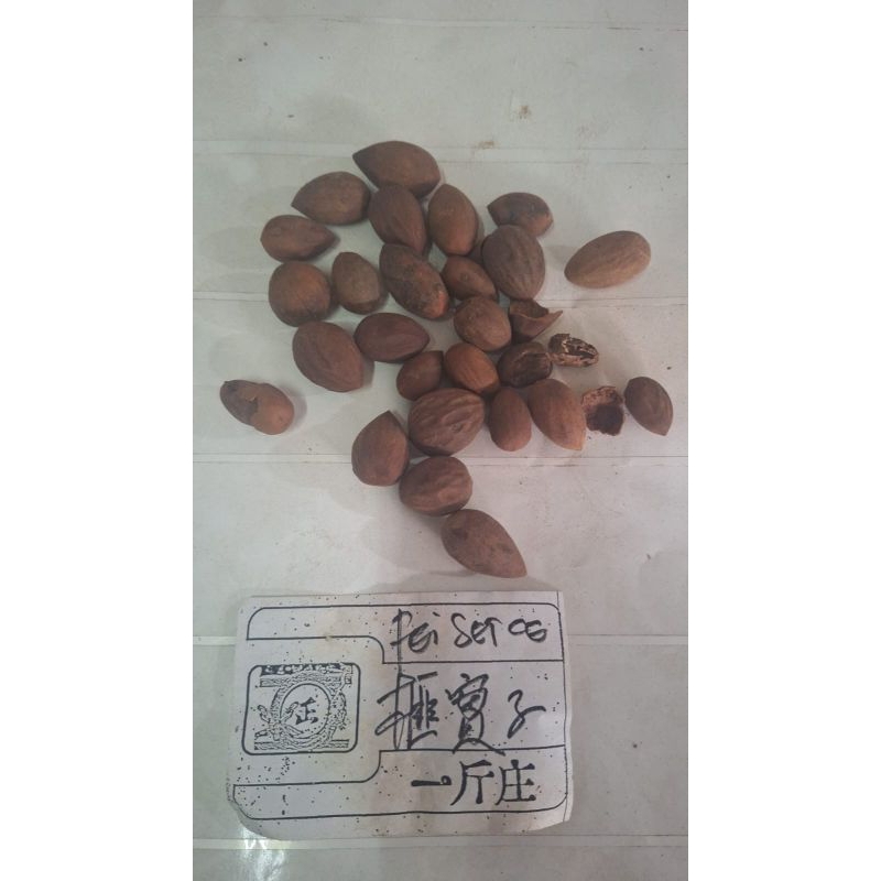 

10 G 50 GR 100 GRAM 榧实子 FEI SHI ZI TORREYA SEED