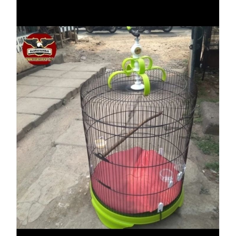 Sangkar burung murai batu cucak rowo jalak Bali dll jeruji besi tebok pcv terlaris