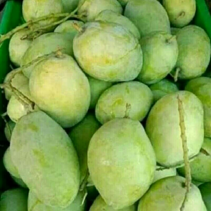 

Mangga Indramayu Mateng 1kg