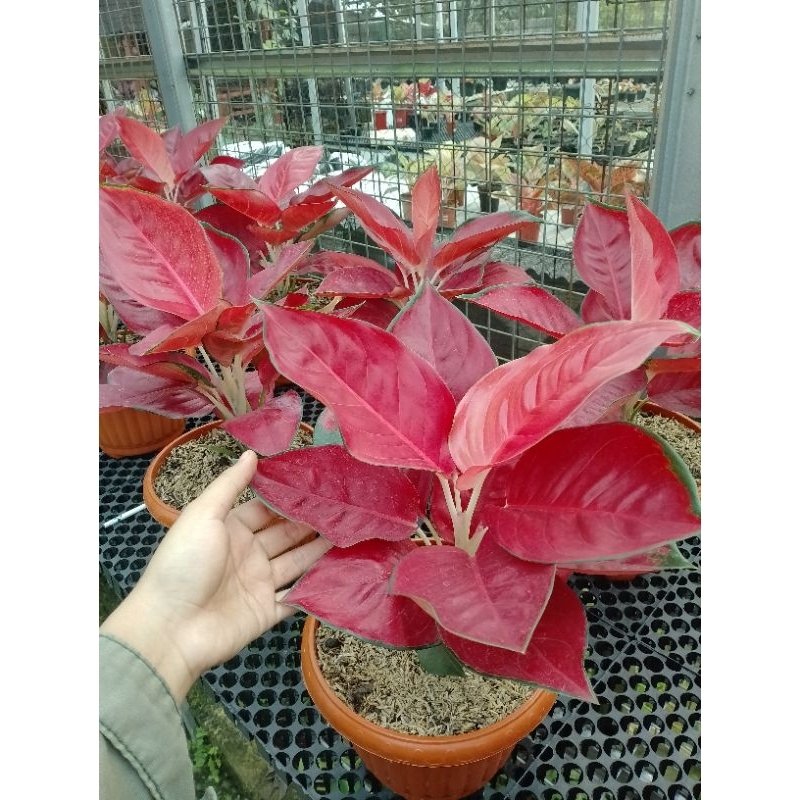 TANAMAN HIAS AGLONEMA RED SUKSOM JAIPONG BESAR SUPER AGLONEMA SUKSOM