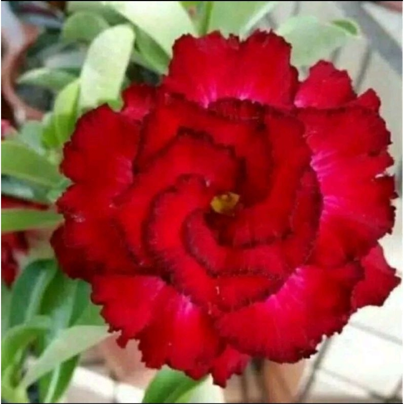 Tanaman adenium bunga merah - bunga adenium