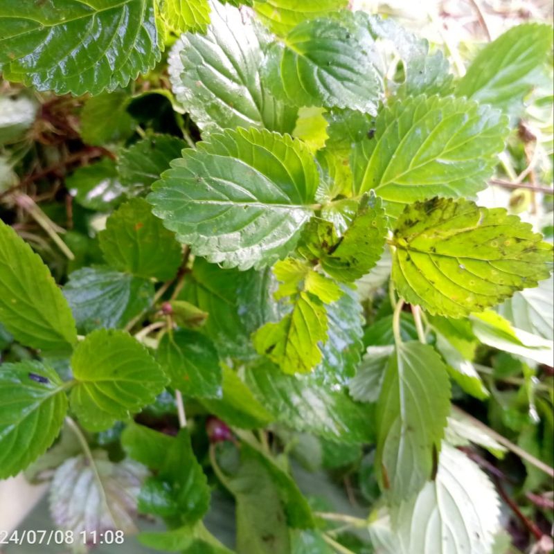 

daun empedu tanah herbal nenek moyang(250gram)