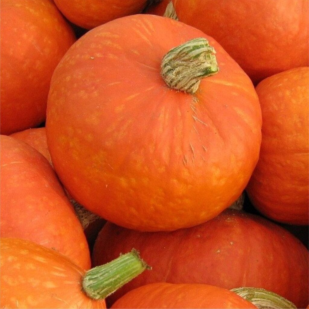 

Kabocha Orange Per Pcs (Berat 600-700gr), Ready Stock Delivery Jogja