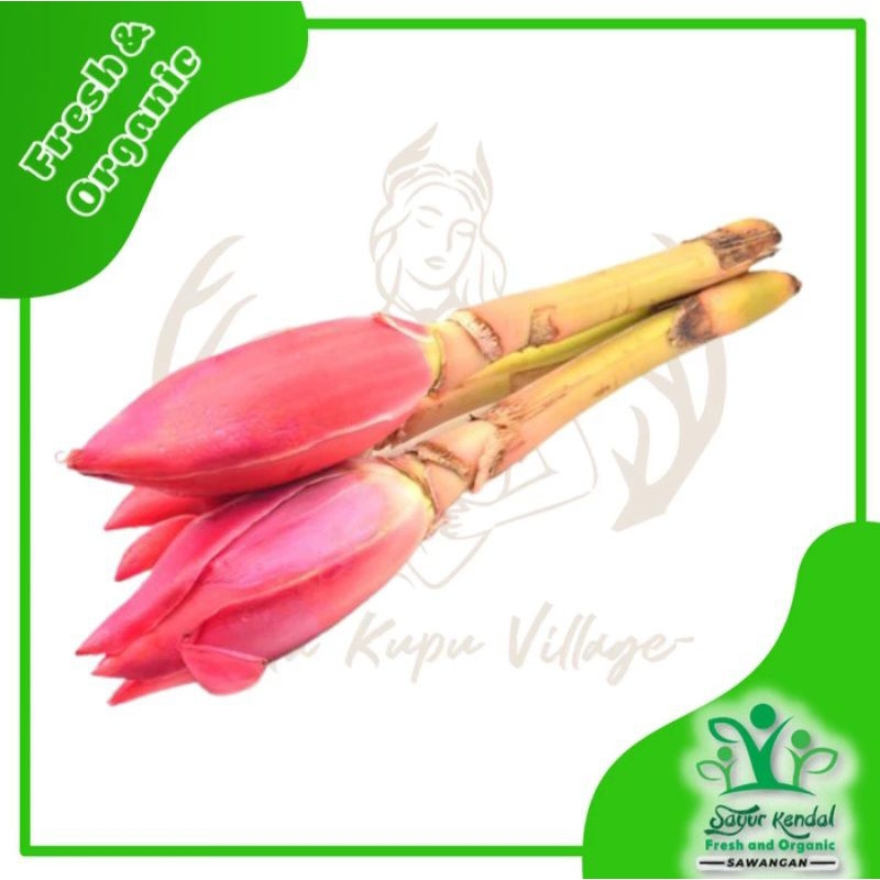 

Fresh Umbi Batang Kecombrang Merah/Honje|1Pcs|Sayur Kendal Sawangan