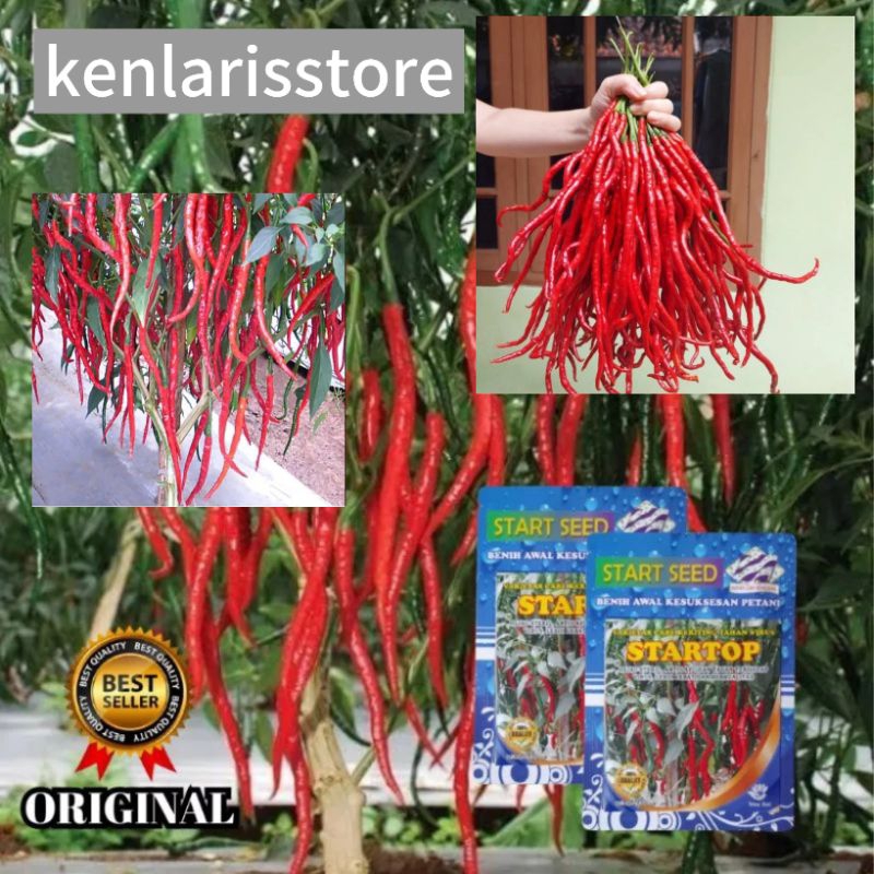 100+ BENIH CABE RAWIT KRITING SUPER CEPAT TUMBUH