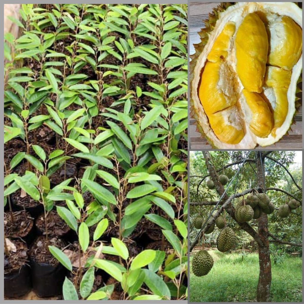 Bibit durian bawor di solo, Bibit durian bawor magelang, Bibit durian bawor dongkelan
