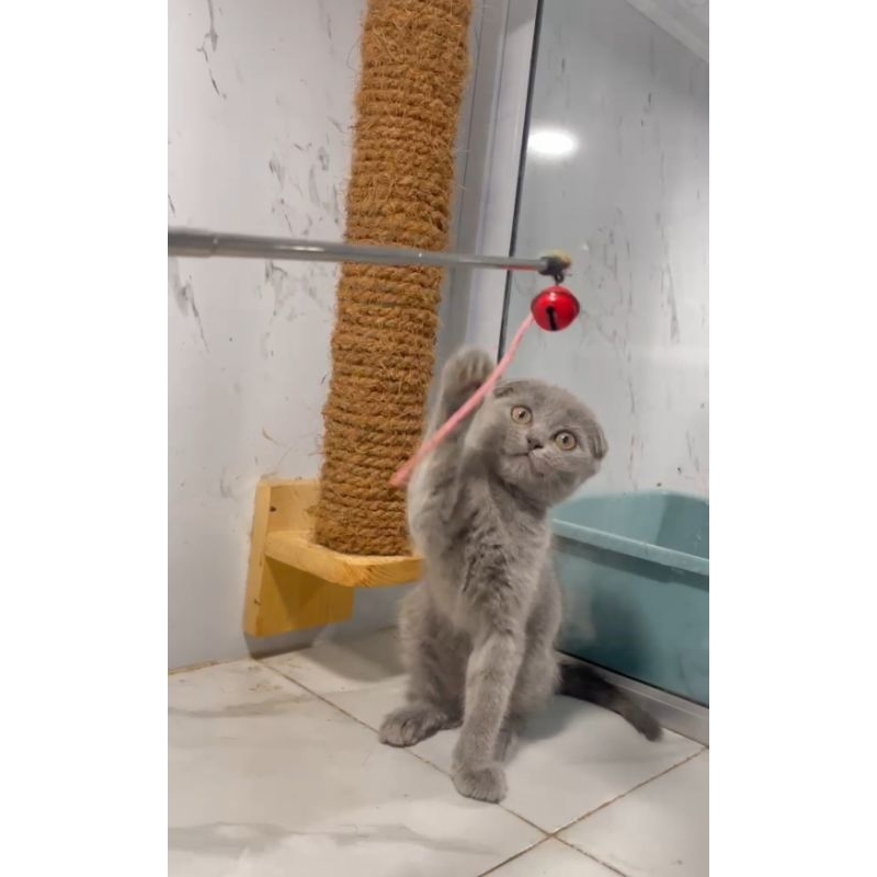 scootish fold betina