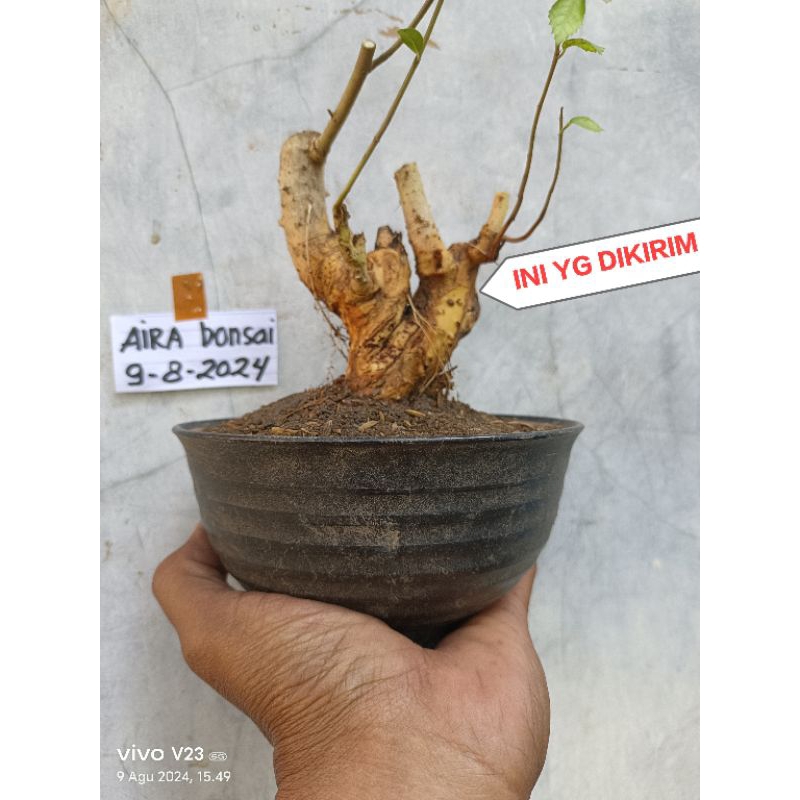 NEW BAHAN BONSAI SERUT DONGKELAN SUDAH HIDUP