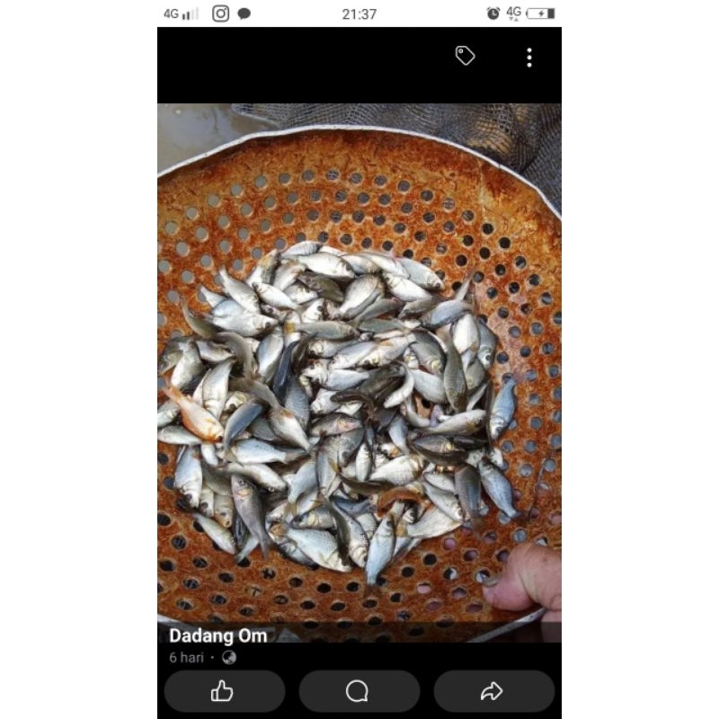 

bibit ikan mas repacking 1kg isi 200-250 ekoran