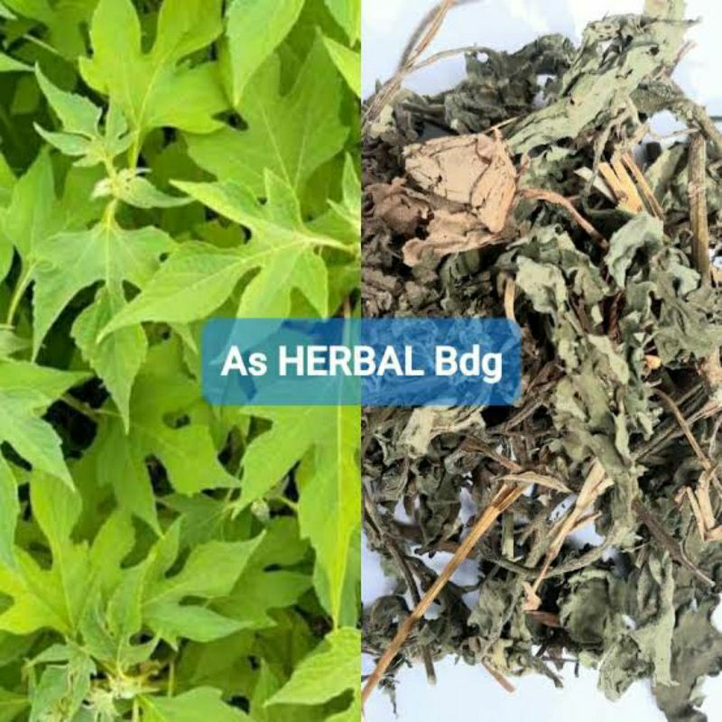 

daun insulin kering