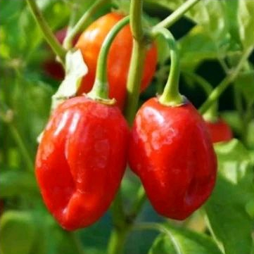 2 Bibit benih biji cabe habanero merah cabe habanero orange cabai dieng gendot cabai habanero