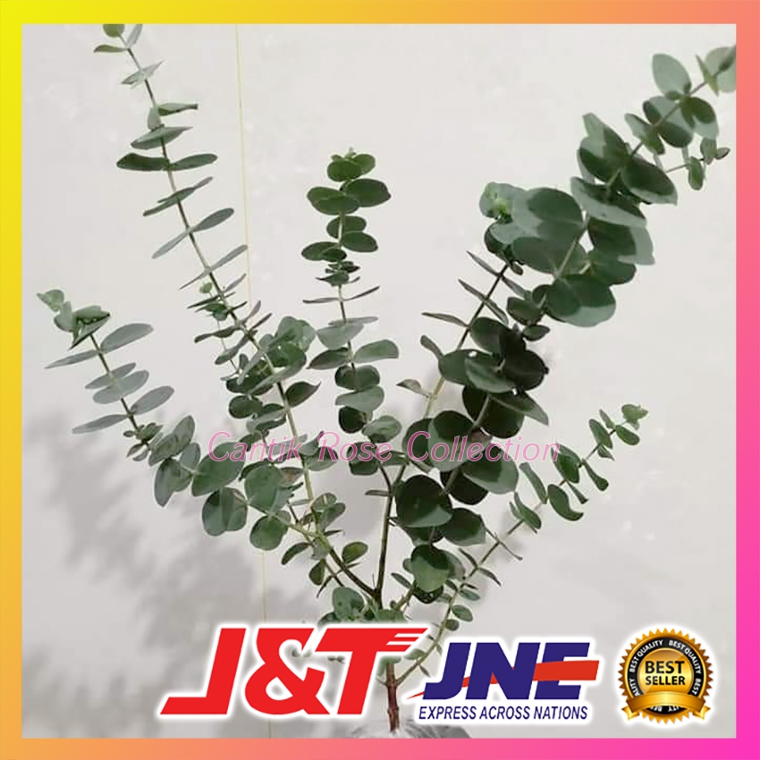 Tanaman Import Silver Dollar Eucalyptus