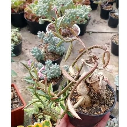 TANAMAN HIAS CAUDEX MONADENIUM RUBELLUM