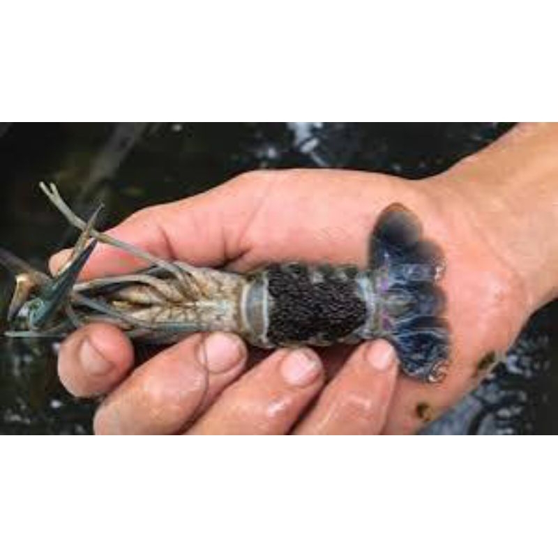 

bibit benih indukan lobster air tawar jenis konsumsi paket 3 ekor