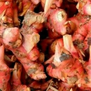 

Lengkuas Laos merah segar