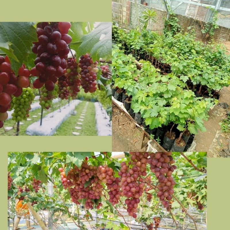 Bibit Anggur Import, Bibit Anggur Import valid 100%, Bibit Anggur Import Berkualitas
