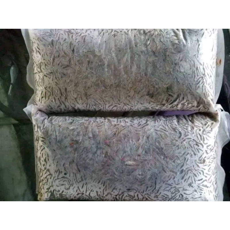 

Udang beku fresh Untuk ikan Arwana dan predator lain nya ukuran 1 kg