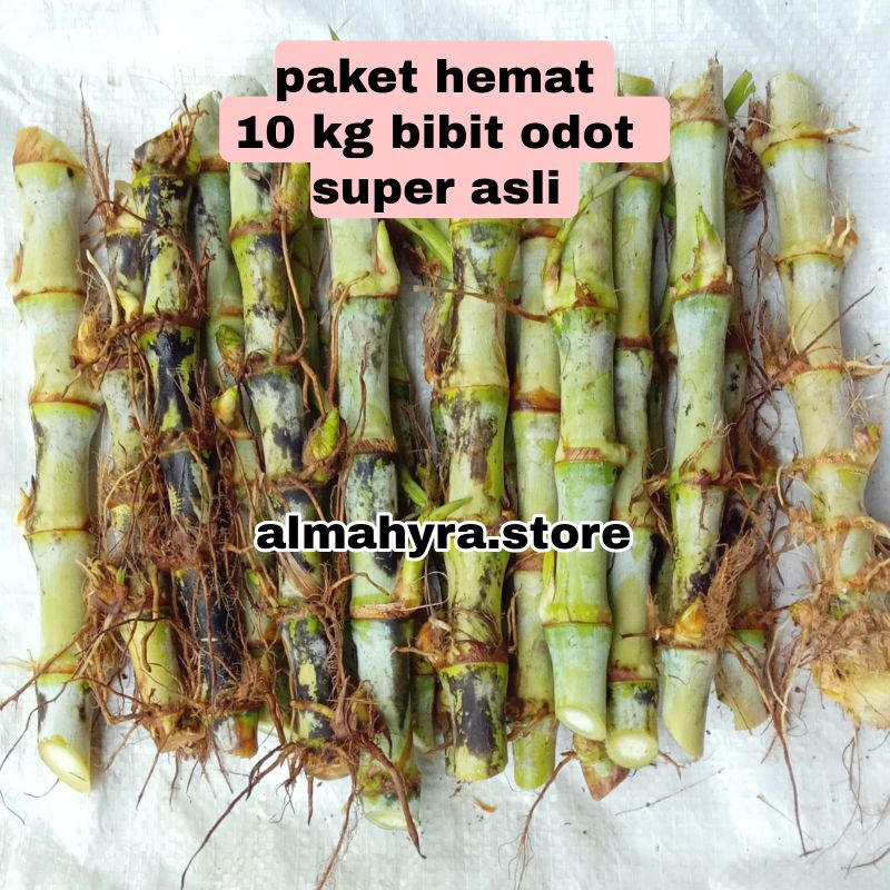 bibit odot super 10 kg steck bibit odot super 10 kg