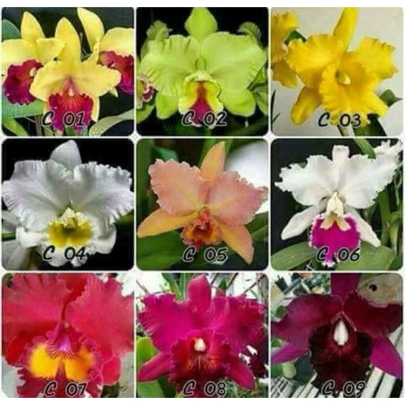 ready stok tanaman hias angrek catalea dewasa