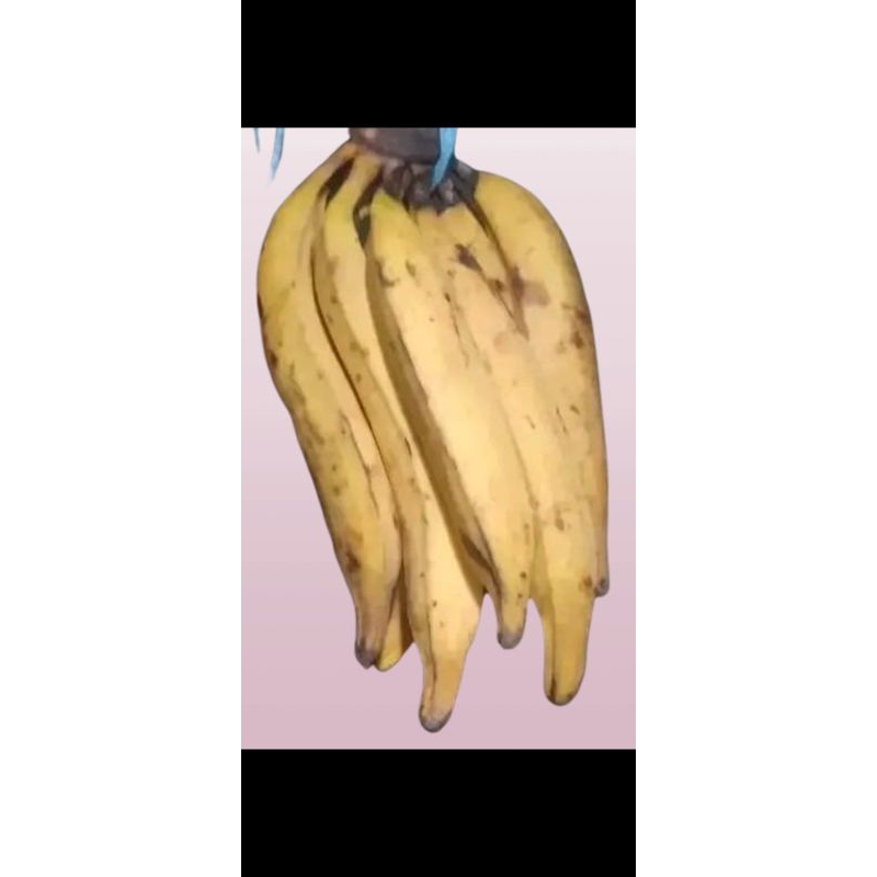 

Pisang Tanduk Super per biji