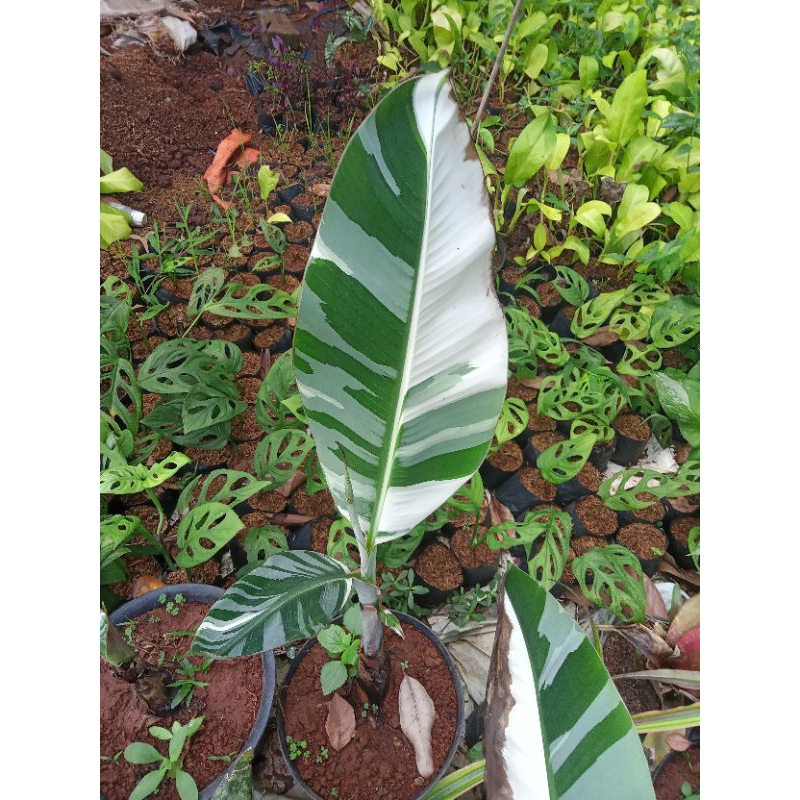 pohon pisang varigata ekonomis pisvar musae pisang varigata putih